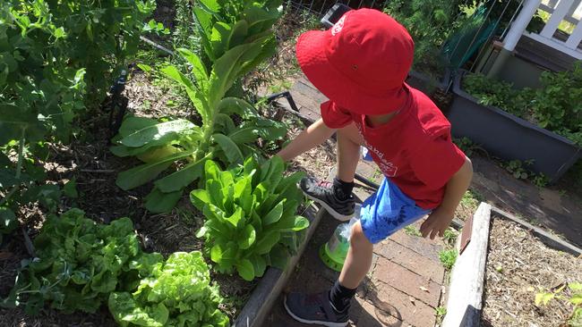 Harvesting vegetables to make salads at C &amp; K Gayndah.