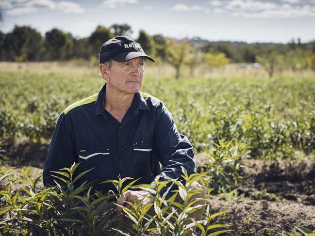 Dalveen fruit and nut farmer Brian Wilson lost 95 per cent of his nursery during the catastrophic bushfires that tore through the Southern Downs & Granite Belt in October 2023.