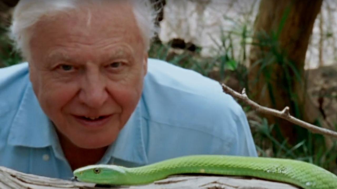 David Attenborough: A Life On Our Planet is now in cinemas. Picture: WWF/Silverback Films