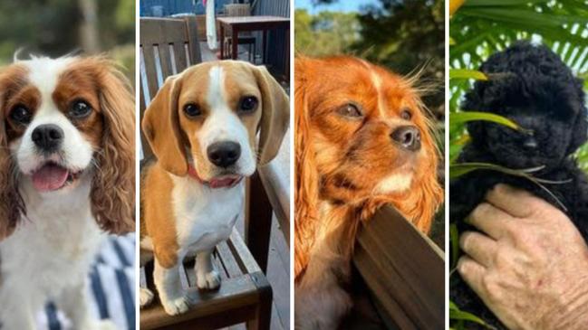 Vote for the cutest eastern suburbs’ dogs.