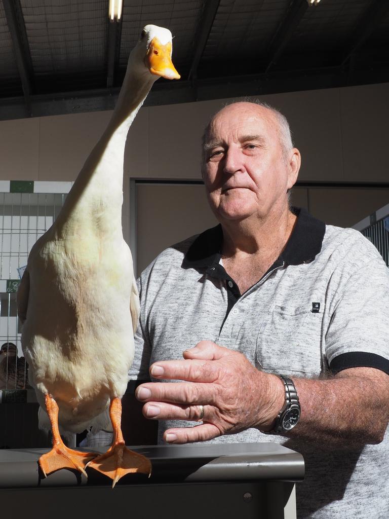 Sarina resident Les Brown shows off a white Indian Runner goose he entered into the poultry section at the Mackay Show 2019
