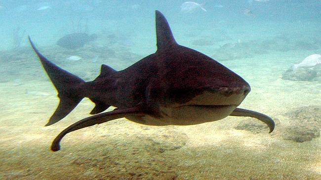  08/01/2006 NEWS: A bull shark photographed at Sea World. 