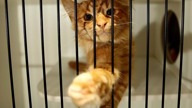 Gary says hi through the grills of his cage.