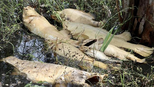 Locals on the Central Murray have found dead fish washing up from Barham to Swan Hill. Picture: Supplied