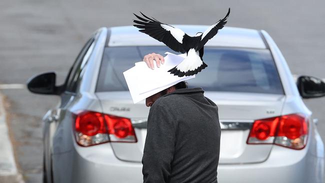 A man walks onto the street to avoid being attacked by the magpie at Holland Park. Picture: Liam Kidston