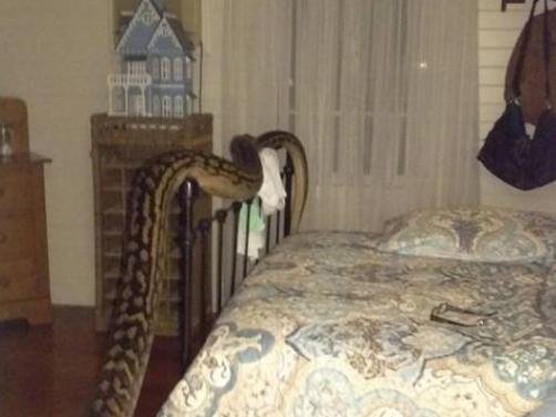 Woman finds 5-metre snake in bedroom