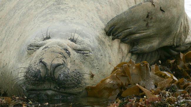 Henry the seal at Point Lonsdale.