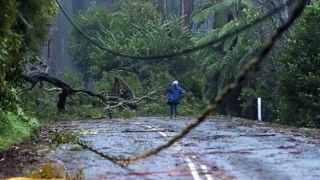 Tree damage in the Dandenongs after strong winds overnight. Picture: David Geraghty