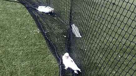 The small cockatoos, known as short-billed corellas, were caught in the netting. Picture: Cath Pezza/Facebook.