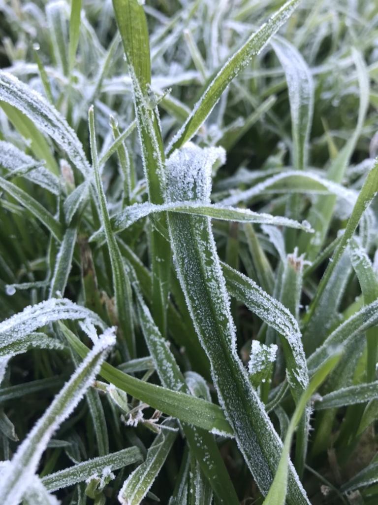 Frost on the grass at Woodside . Picture: Lydia Sandman