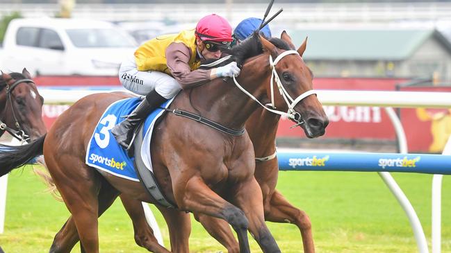 Field Of Play is Blue Diamond favourite after winning the colts and geldings Prelude at Caulfield on Saturday. Picture: Pat Scala/Racing Photos via Getty Images