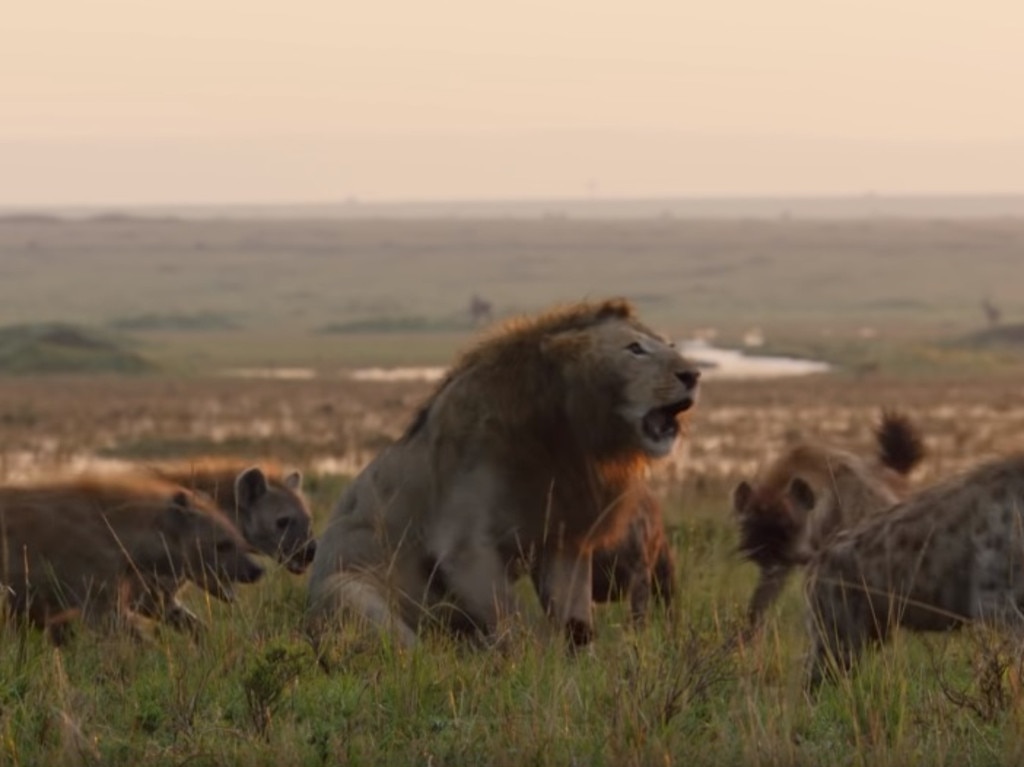 Incredible BBC Earth video shows a lion fend off more than 20 hyenas |   — Australia's leading news site