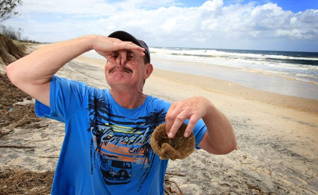 Dead fish smell causes a stink around Kingscliff Beach