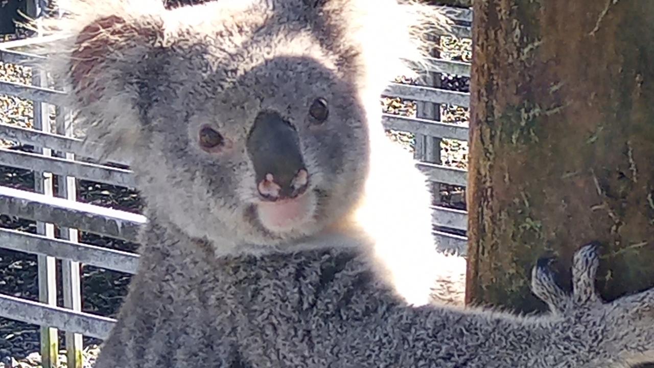 Claude the leaf thief was caught eating about $6000 worth of koala food tree seedlings . Picture: Supplied / Eastern Forest Nursery.