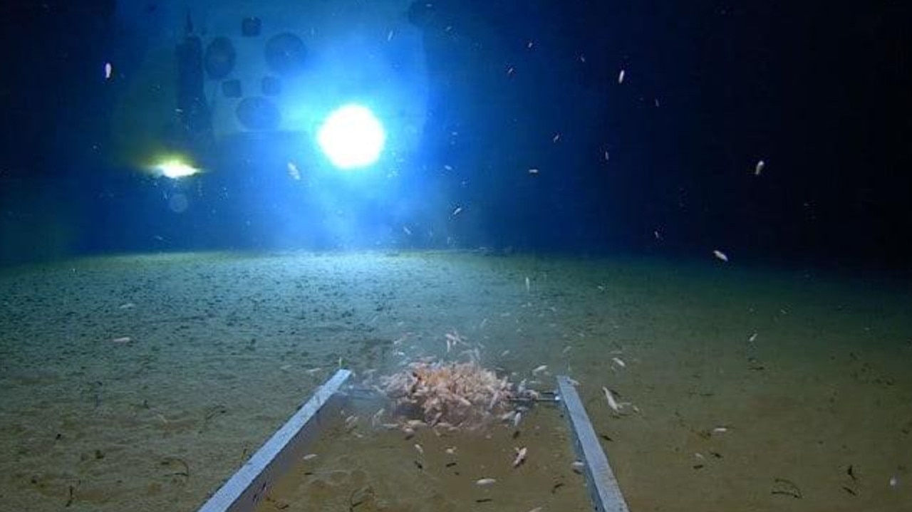 In among the prawn-like creatures, diver Victor Vescovo also found pollution. Filming at this depth is extremely difficult as it is completely dark and explorers are confined to the submarine. Picture: Discovery Channel/Deep Planet