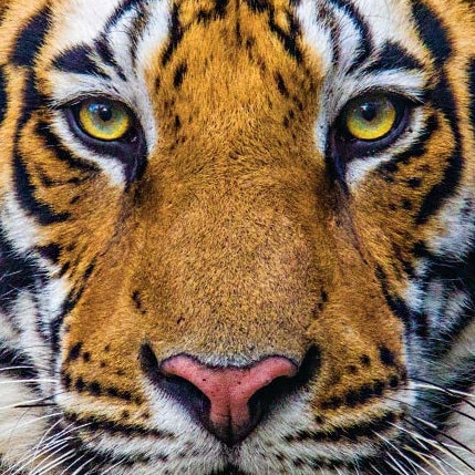 11 Month old tiger cub. Picture: @Stevewinterphoto/National Geographic