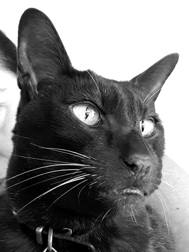 International Cat Day. Reader pet photos. Picture: Christine Howard