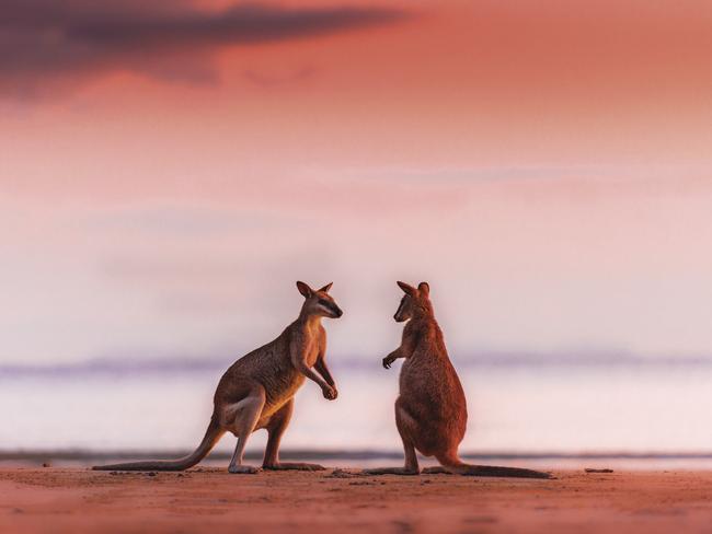 Kangaroos on the beach at Cape Hillsborough. Picture: Tourism and Events Queensland