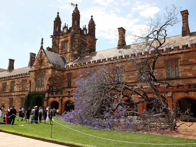 The jacaranda tree at Sydney University fell down last year but has now been replaced with a clone.