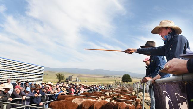 Action from the first mountain calf sale of 2020 at Hinnomunjie saleyards. Picture: Dannika Bonser