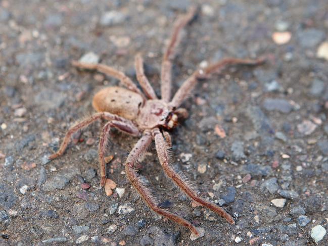 Daily Telegraph journalist Grant Jones undertakes a "Drive to survive" training course with Ian Luff at eastern Creek Raceway. A huntsman spider hiding on Grant Jones' car finds all the braking a bit too much.