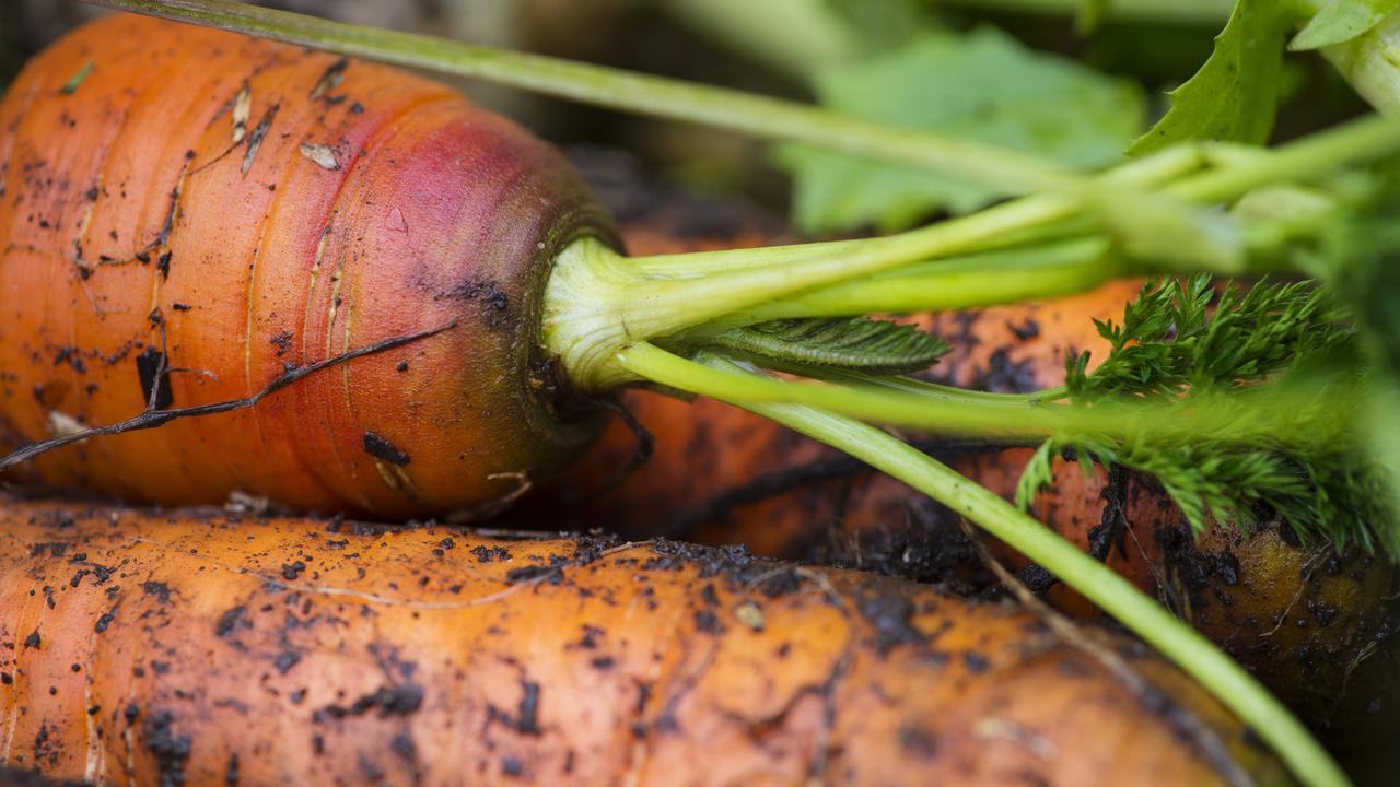 Together the two families grow a vast range of vegetables, berries, mushrooms and fruits. Picture: Zoe Phillips