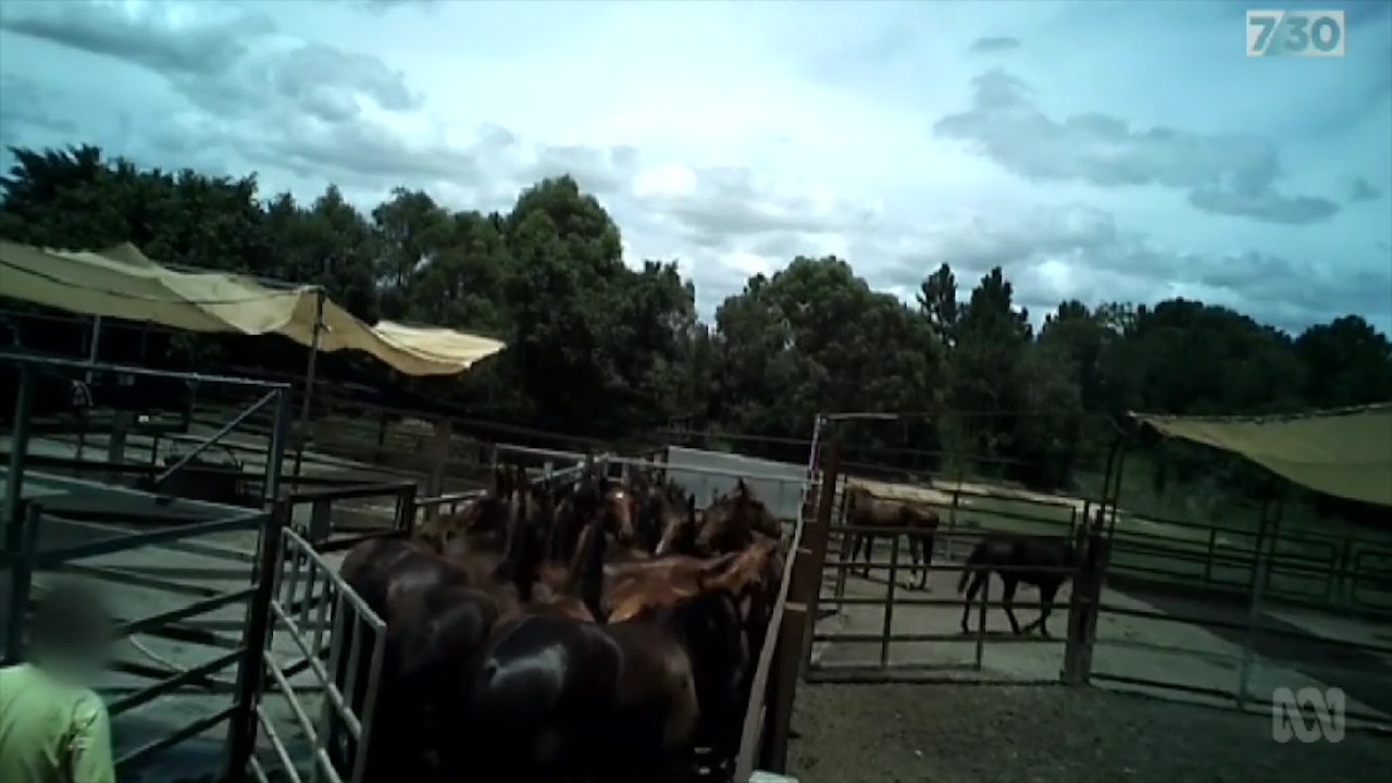 Thousands of horses are being sent for slaughter despite rules preventing it. The explosive 7.30 report will rock the racing industry to its core.