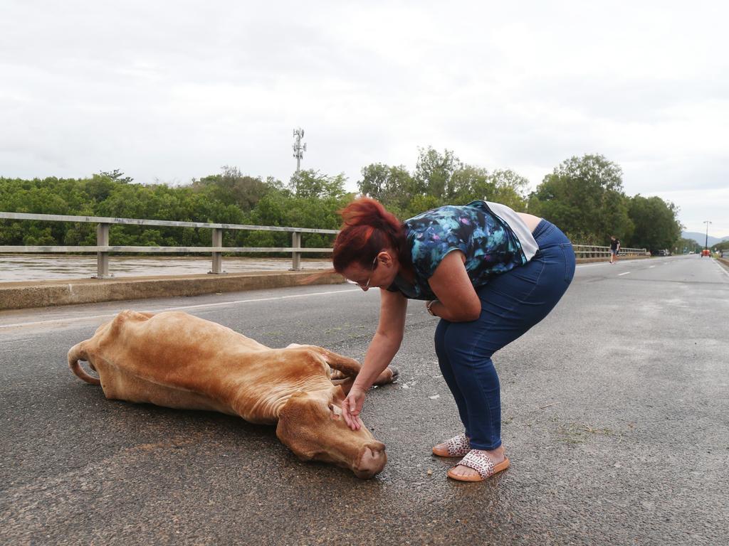 Jutta McKenzie comforts a struggling calf on the Barron River Bridge. Picture: Peter Carruthers