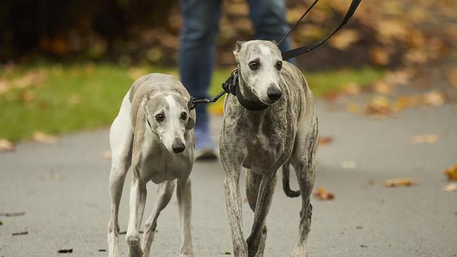 Million Paws Walk in the Adelaide Botanic Gardens, Sunday, May 28, 2023. Picture: Matt Loxton