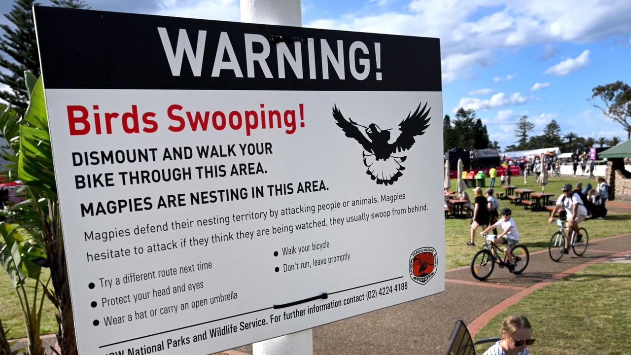 Cyclists pass by a sign warning people of swooping magpies in Wollongong. Picture: William West / AFP