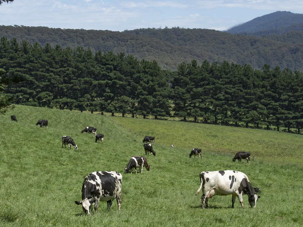 Dairy News Australia | Milk & Dairy industry news | The Weekly Times