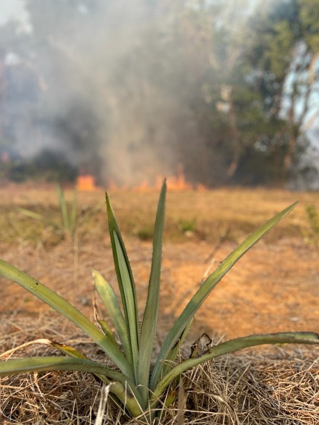 A grass fire that started south of a famous agave farm was stopped at the creek as firefighter and volunteers battled the fire via backburning. Picture: Contributed