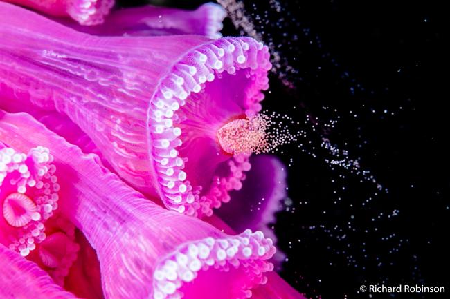 Animal Behaviour Runner-Up by Richard Robinson. A female colony of Corynactis australis (Jewel anemone) spawn on mass on the wreck of the HMNZS Canterbury in Northland, New Zealand.