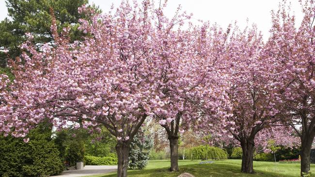 See this and know spring is on its way.