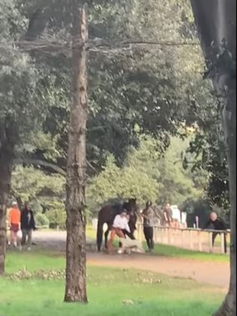 The dog was off-leash in a designated on-leash area of the park.