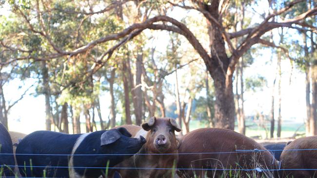 Pigs are also run on the farm.