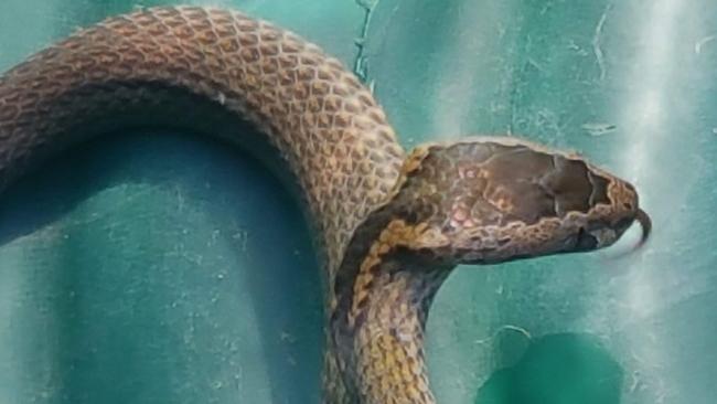 Golden-crowned snake from Lane Cove National Park scares family | Daily ...