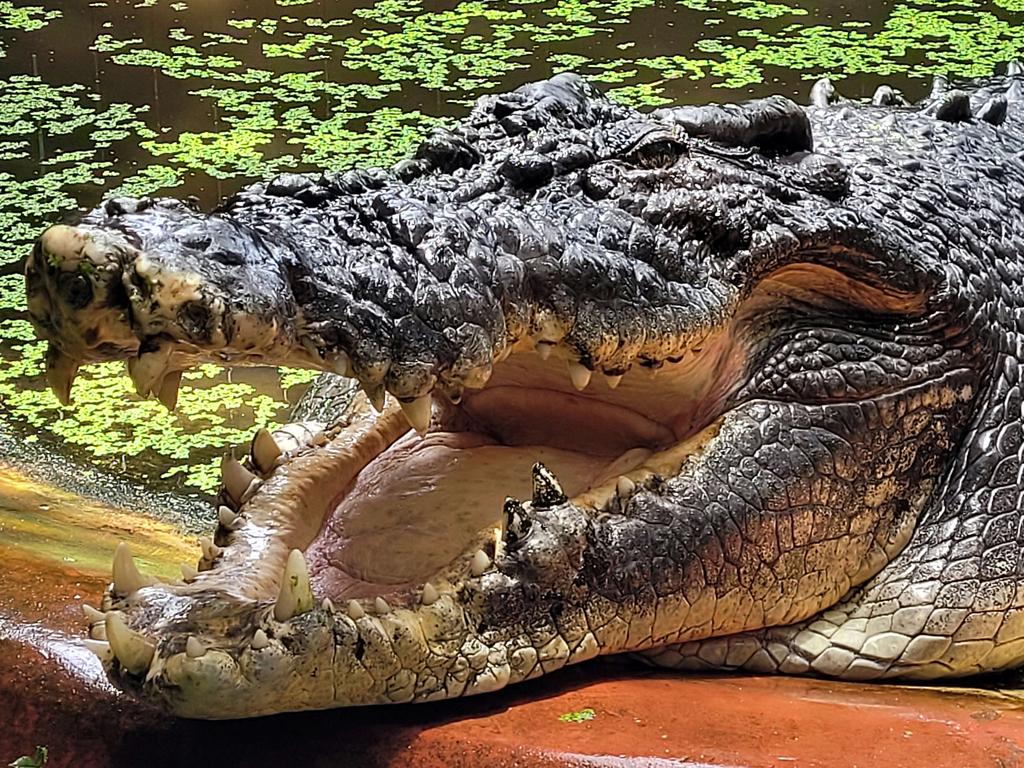 Cassius, the world’s longest crocodile died in captivity, has died. Picture: Brendan Radke