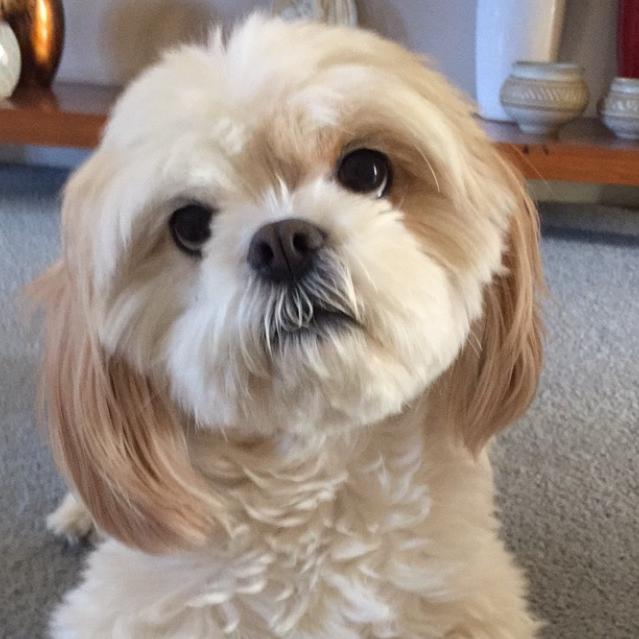 “It wasn’t me! I’m too cute!”- innocent Izzy, of Beaumont Hills. Picture: Olivia Thompson