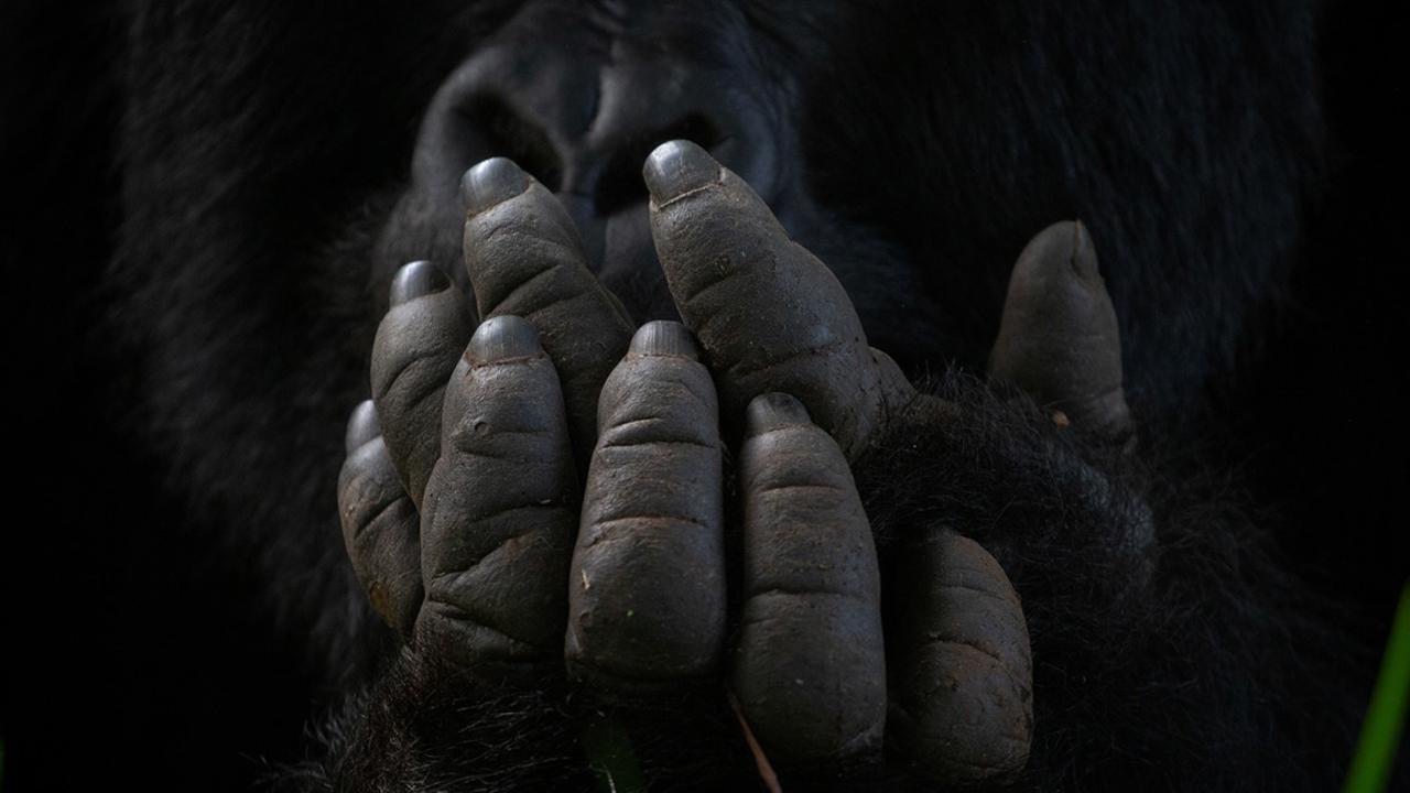 Italian photographer Valentino Morgante’s image called ‘Hands’ was taken in Bwindi Impenetrable National Park in Uganda. Picture: Valentino Morgante Africa Geographic Photographer of the Year 2021