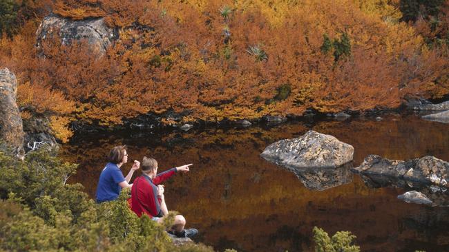 Deciduous fagus in autumn at Mount Field National Park. Picture: Tourism Tasmania