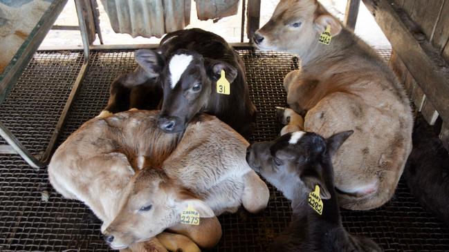 The Brown Swiss dairy calves at Joe Bradley’s farm in Queensland. Picture: supplied