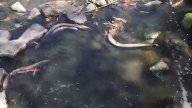 Several dead eels were spotted in Dandenong Creek in Heathmont last week. Picture: Submitted