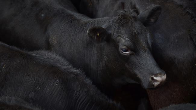 Victoria Police were brought in to investigate a suspected theft of Angus cattle from the Barnawatha saleyards last November.