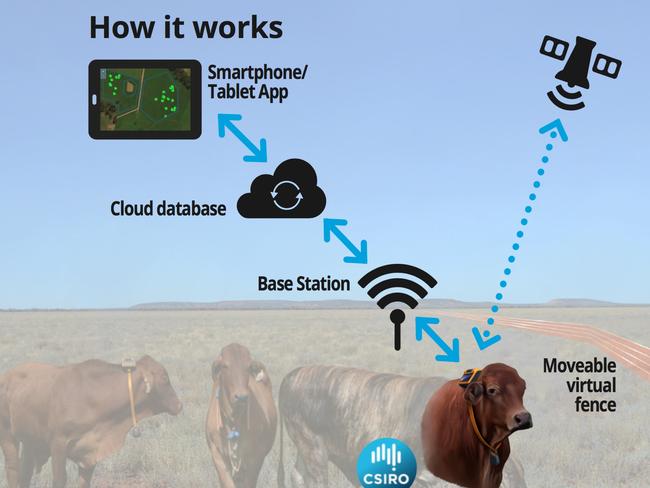 GPS-enabled electronic collars use sound, vibration and mild electric pulses to teach cattle to avoid virtual fences, which farmers can move metre by metre using an app on their mobile phones.