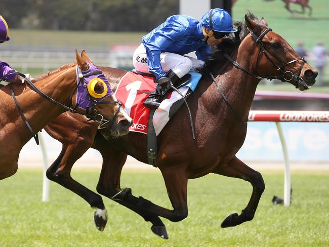 Qewy wins last year’s Sandown Cup. Picture: Wayne Ludbey