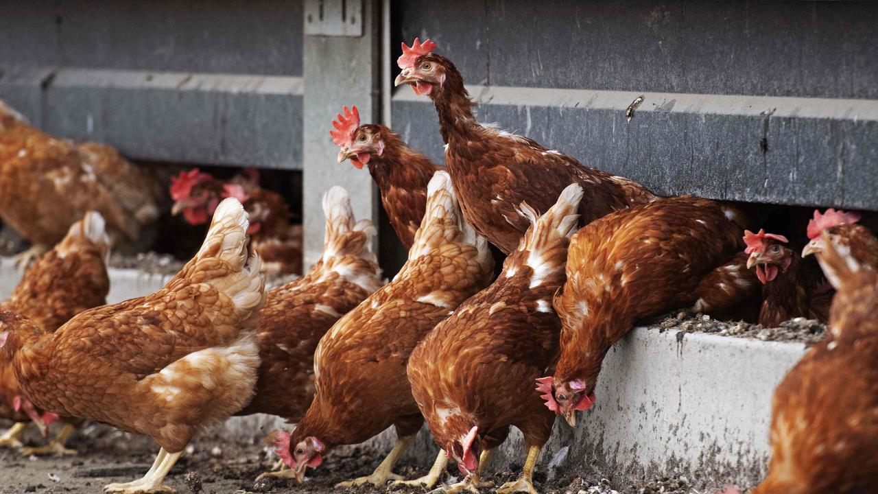 Bird flu Victoria: H7N7 spreads to second Lethbridge farm | Gold Coast ...