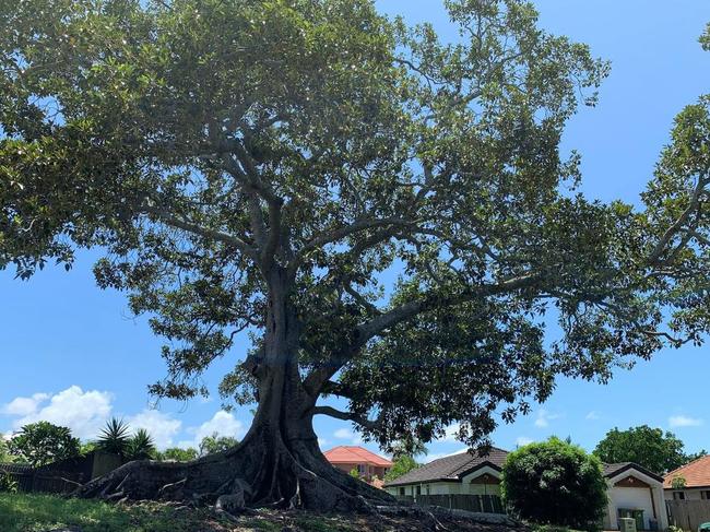 Tree cover in northern Gold Coast suburbs. Picture supplied by Councillor William Owen-Jones.