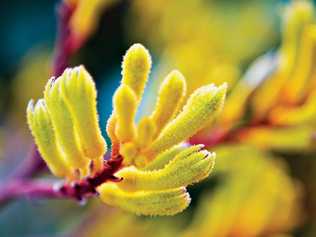 The drought tolerant kangaroo paw. Picture: Gheorghe Cosoveanu