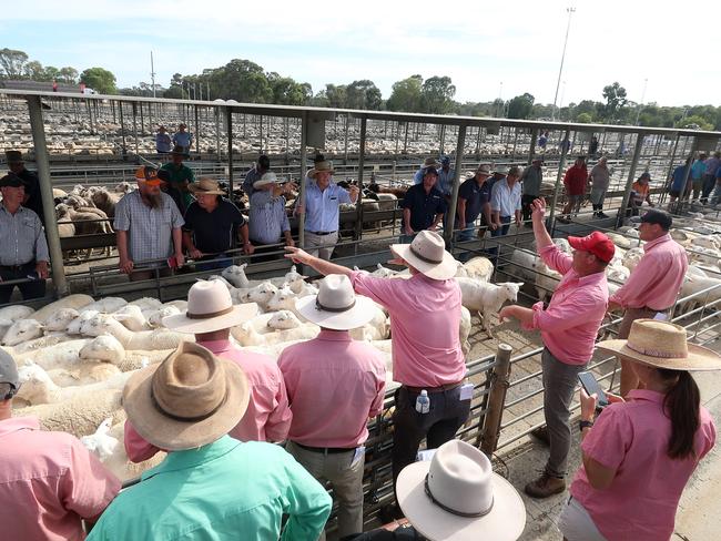 Bendigo prime lamb sale, Bendigo Livestock Exchange,     Picture Yuri Kouzmin